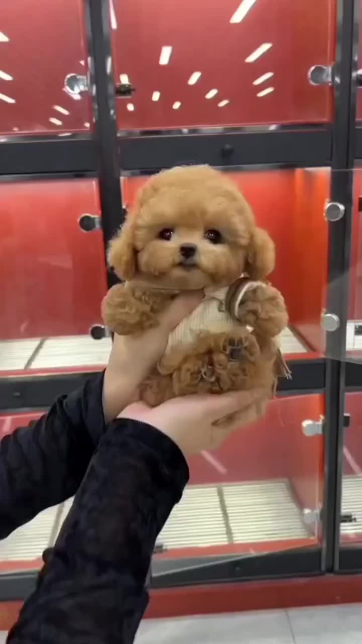 واگذاری توله سگ جذاب|سگ|تهران, دهکده المپیک|دیوار