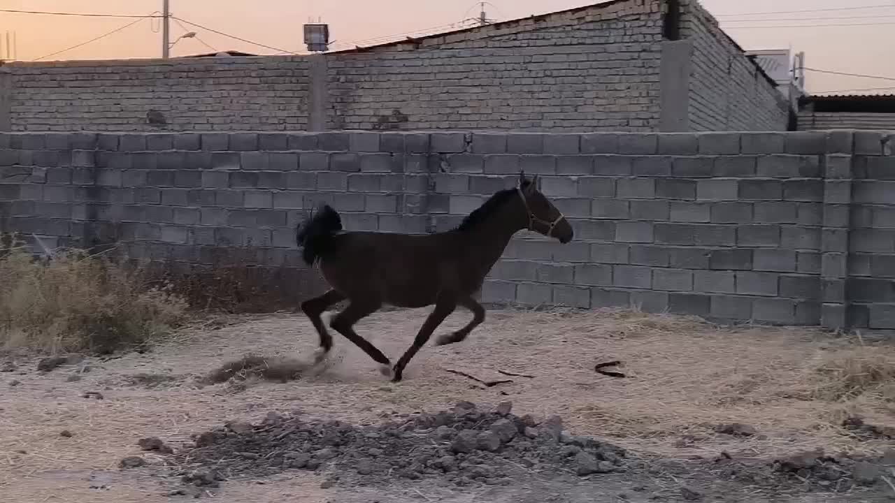 کره اسب نر یکسال|اسب و تجهیزات اسب‌سواری|مرودشت, رودبال|دیوار