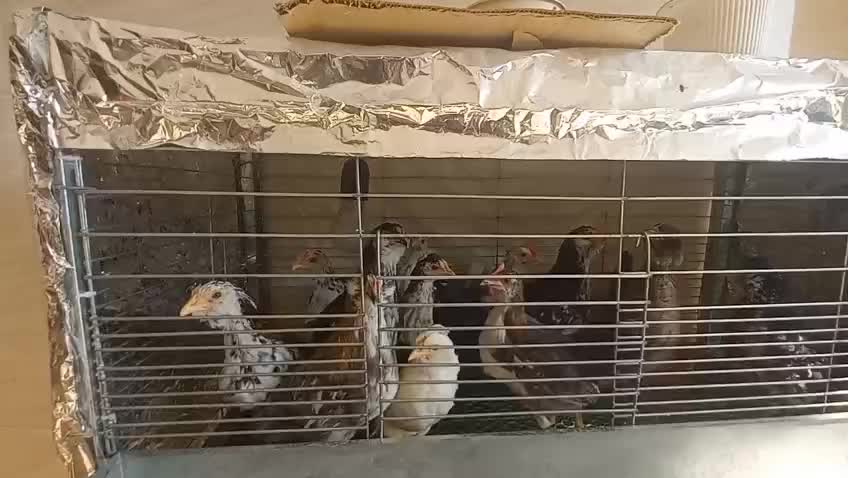 نیمچه گلین دو ماهه|حیوانات مزرعه|بابل, |دیوار