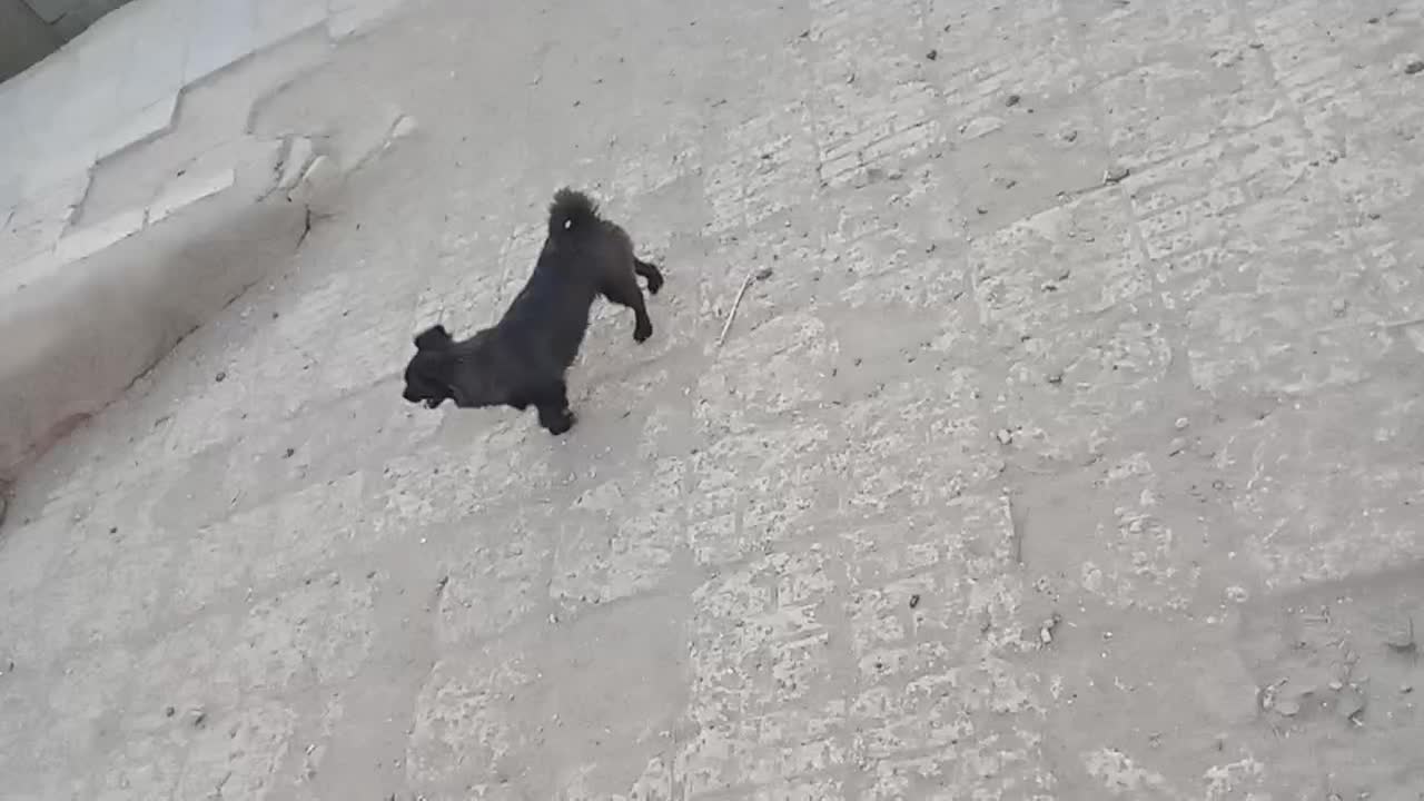 یک جفت سگ پاکوتاه پامر اشپیتز ژاپنی سیاه یک ساله و|سگ|بمپور, |دیوار