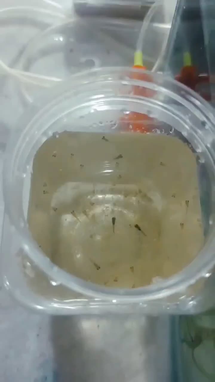 بچه گوپی و گوپی|ماهی|قزوین, |دیوار