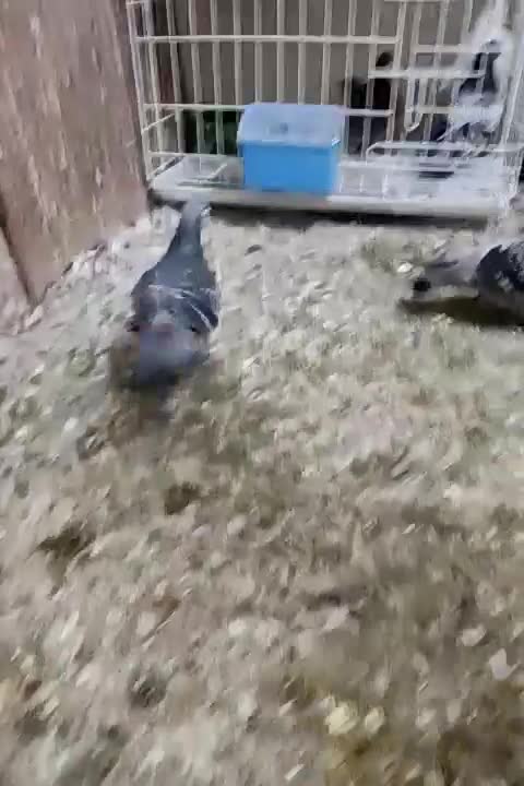 مسافتی|پرنده|مسجد سلیمان, |دیوار