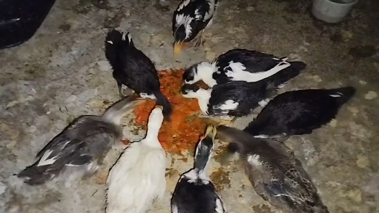 اردک  800|حیوانات مزرعه|لنده, |دیوار