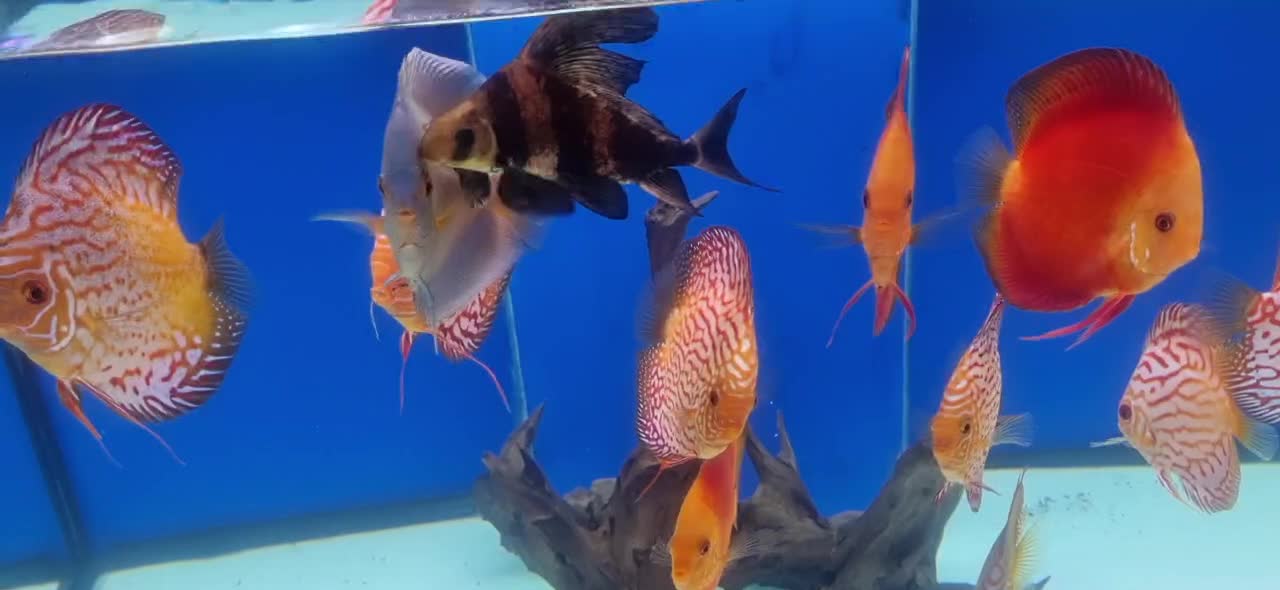 ماهی پوزه خرگوشی و دیسکس ۳ اینچ|ماهی|تبریز, |دیوار