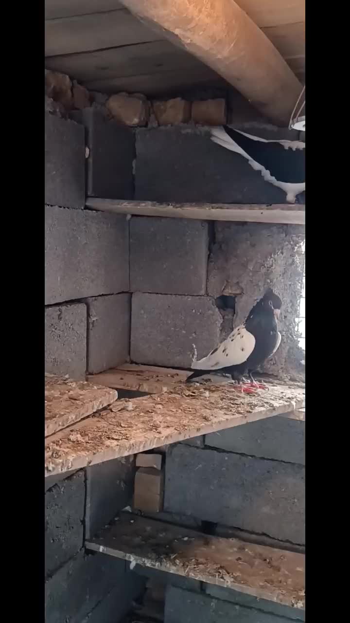 پرنده|پرنده|تهران, وحیدیه|دیوار