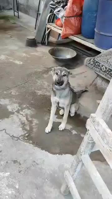 سگ ماده دلبر|سگ|رشت, ترمینال|دیوار