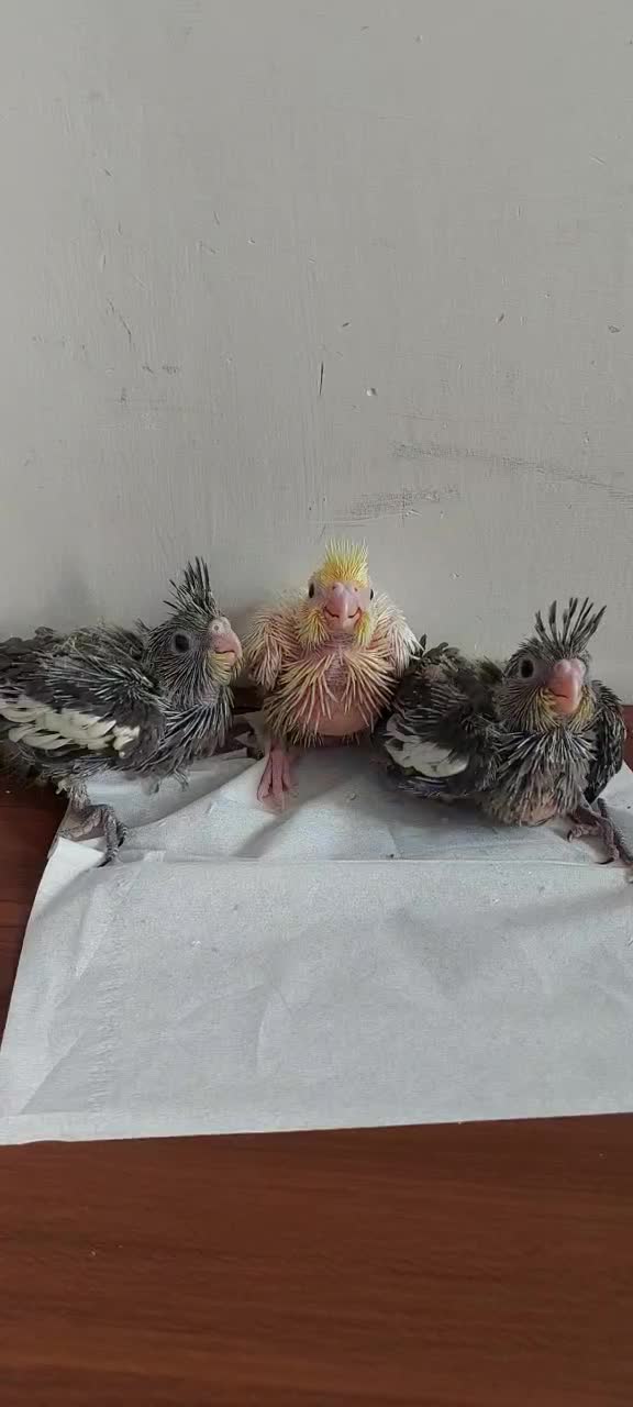 سه عدد جوجه عروس فوق العاده باکیفیت وضمانتی|پرنده|تهران, مطهری|دیوار