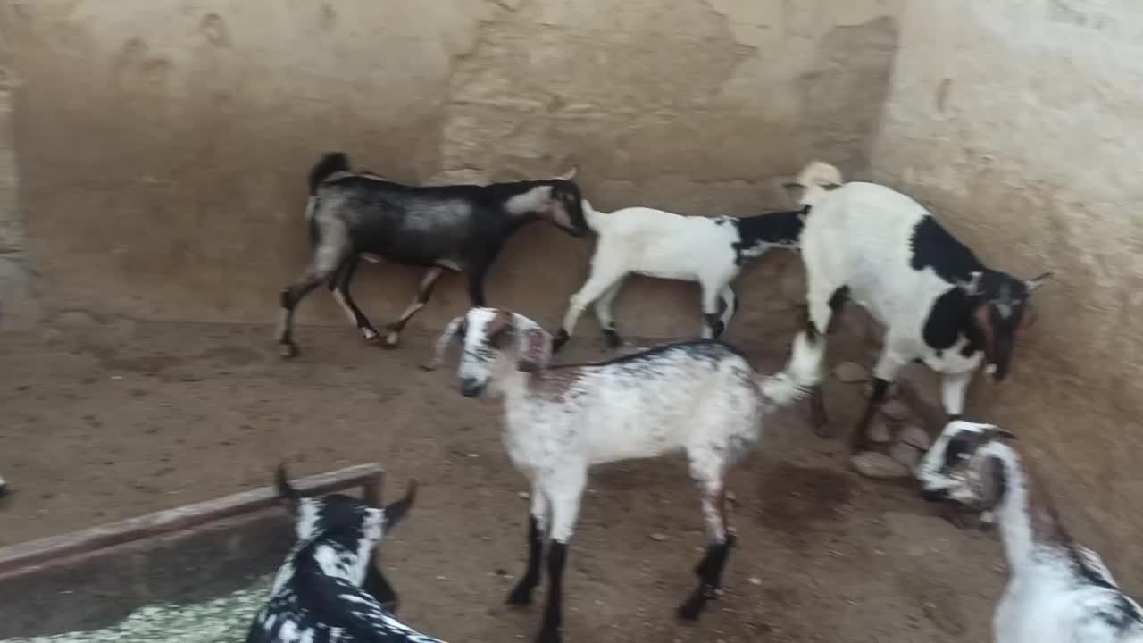 فروش کهر|حیوانات مزرعه|درگهان, |دیوار