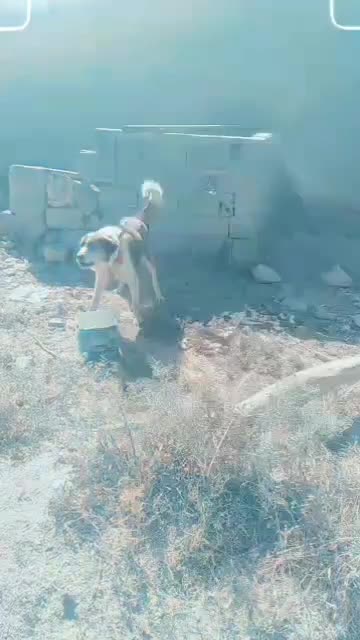 سگ قدرجونی|سگ|نگار, |دیوار