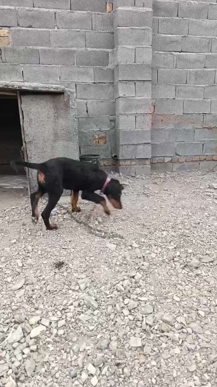 توله دوبرمن شناسنامه دار|سگ|صحنه, |دیوار