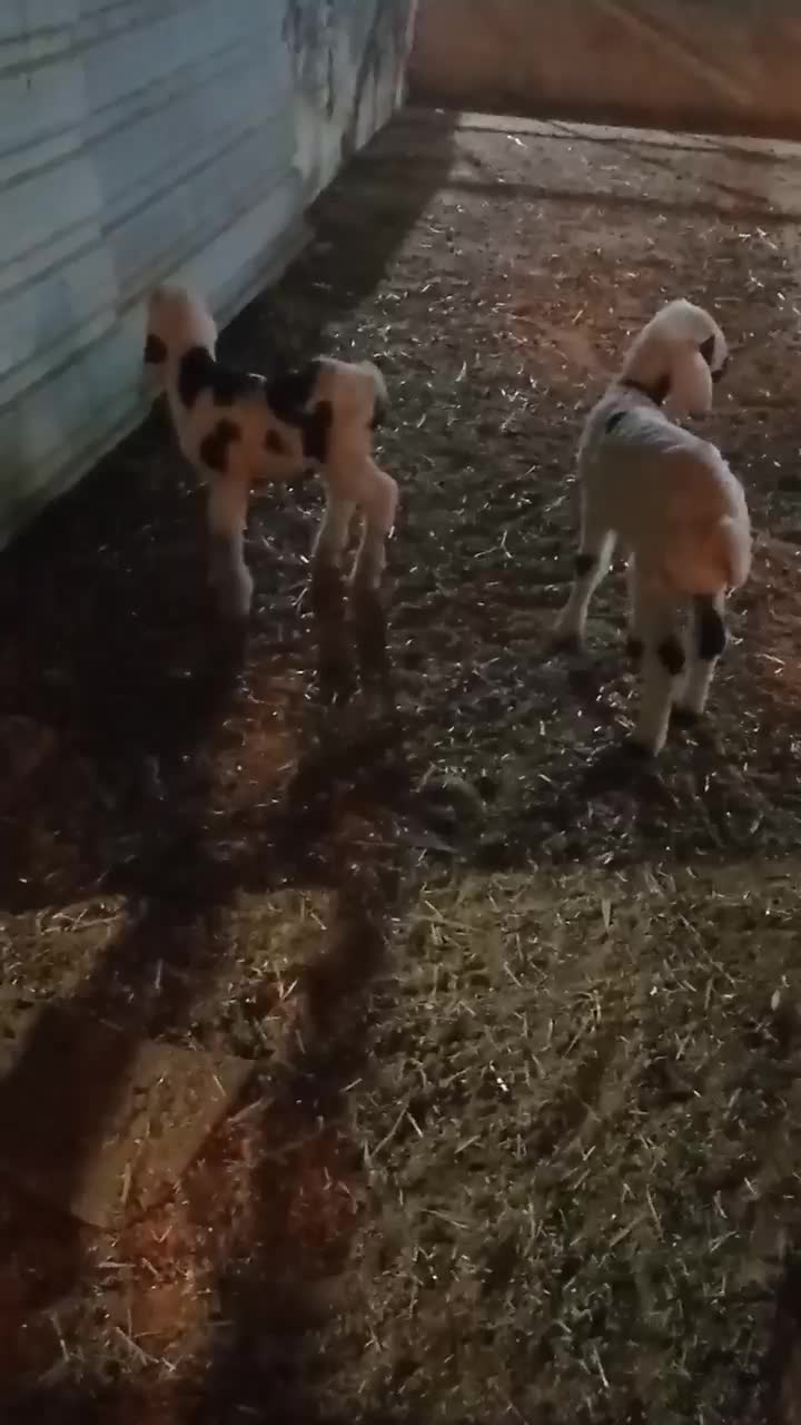 دو عدد بره|حیوانات|جویم, |دیوار