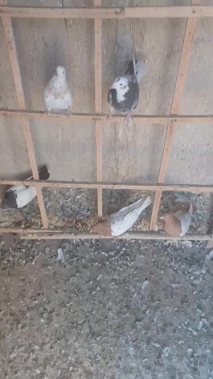 تعدادی کبوتر رنگی کار درست|پرنده|اندیشه, اندیشه فاز ۴|دیوار