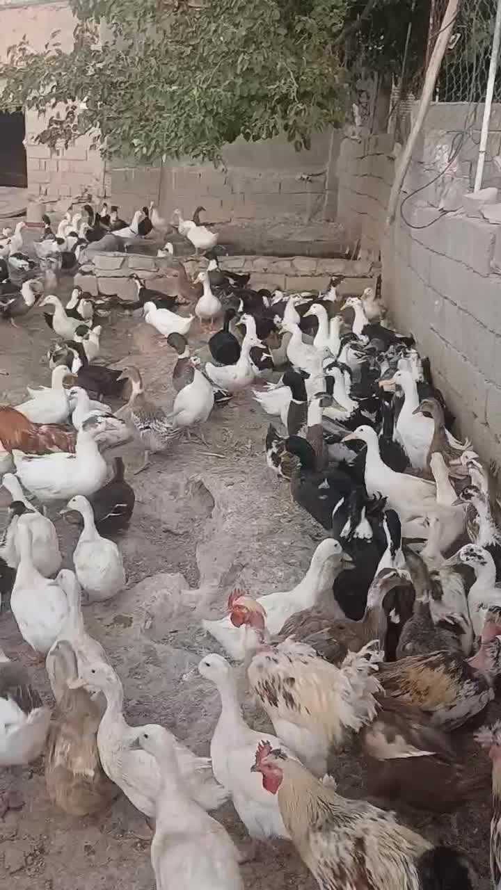 فروش غاز|حیوانات مزرعه|شاهین دژ, |دیوار