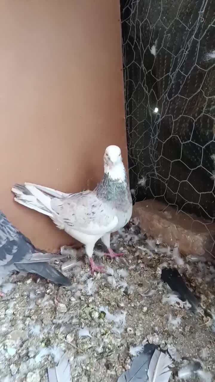 کفتر کبوتر پلاکی. سرور|پرنده|مبارکه, |دیوار