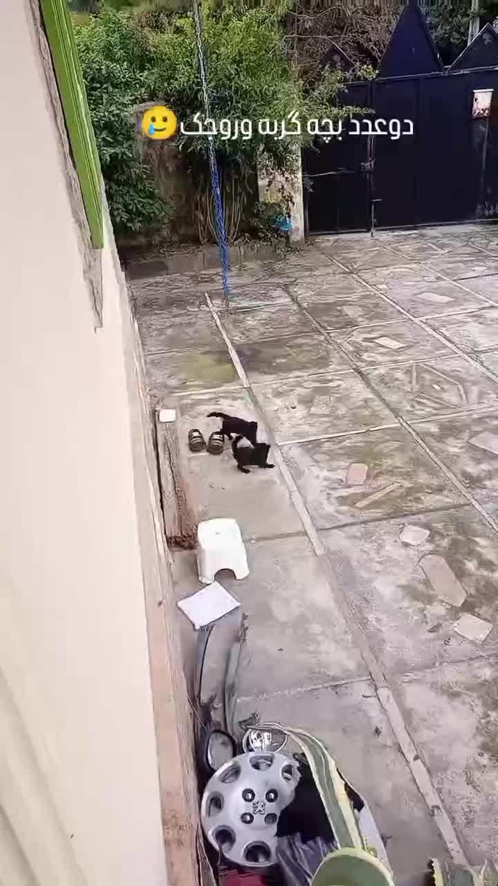 فروش دوعدد بچه گربه گوگولی|گربه|نوشهر, |دیوار