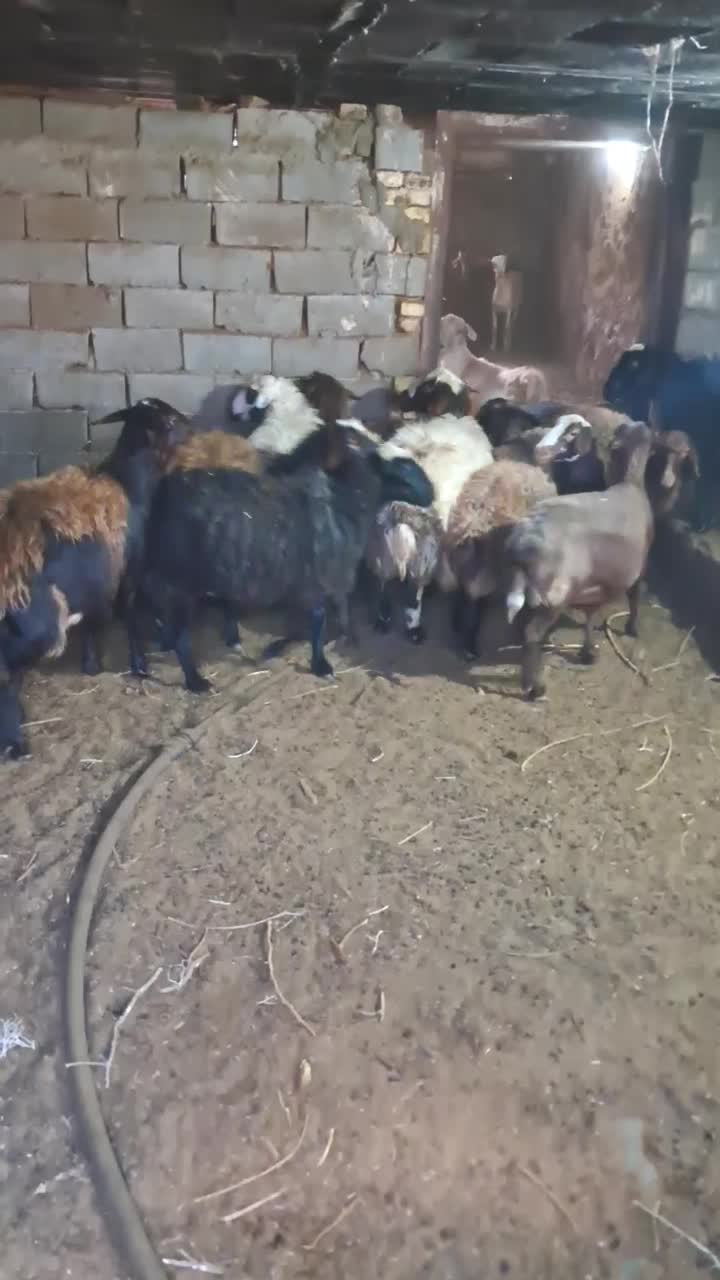 میش افشار|حیوانات مزرعه|تفت, |دیوار