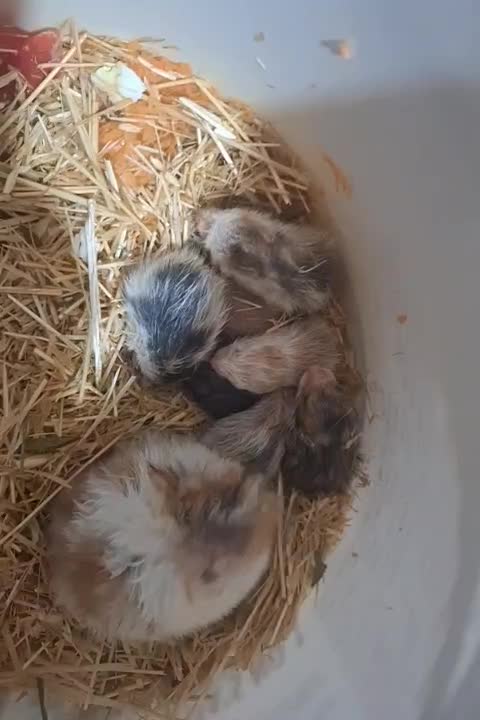 همستر ۹ عدد|موش و خرگوش|سنندج, |دیوار