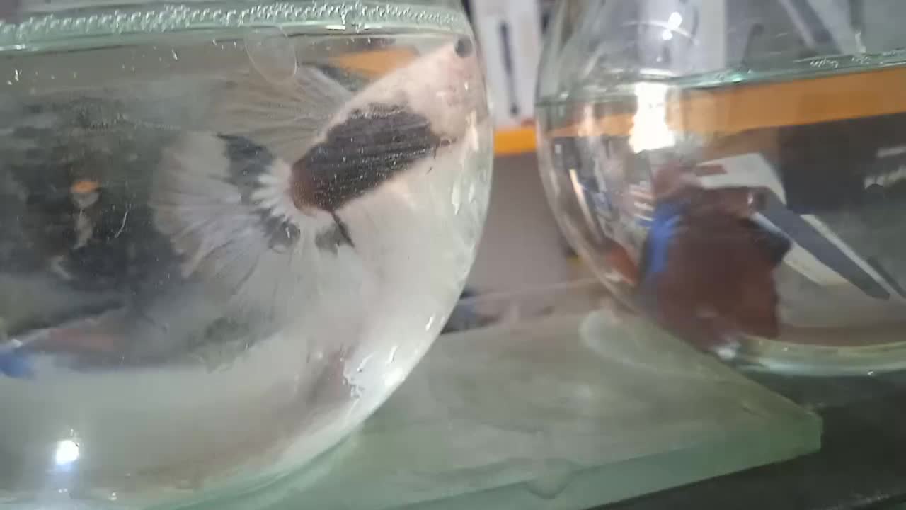 ماهی فایتر هالفمون|ماهی|اصفهان, لیمجیر|دیوار