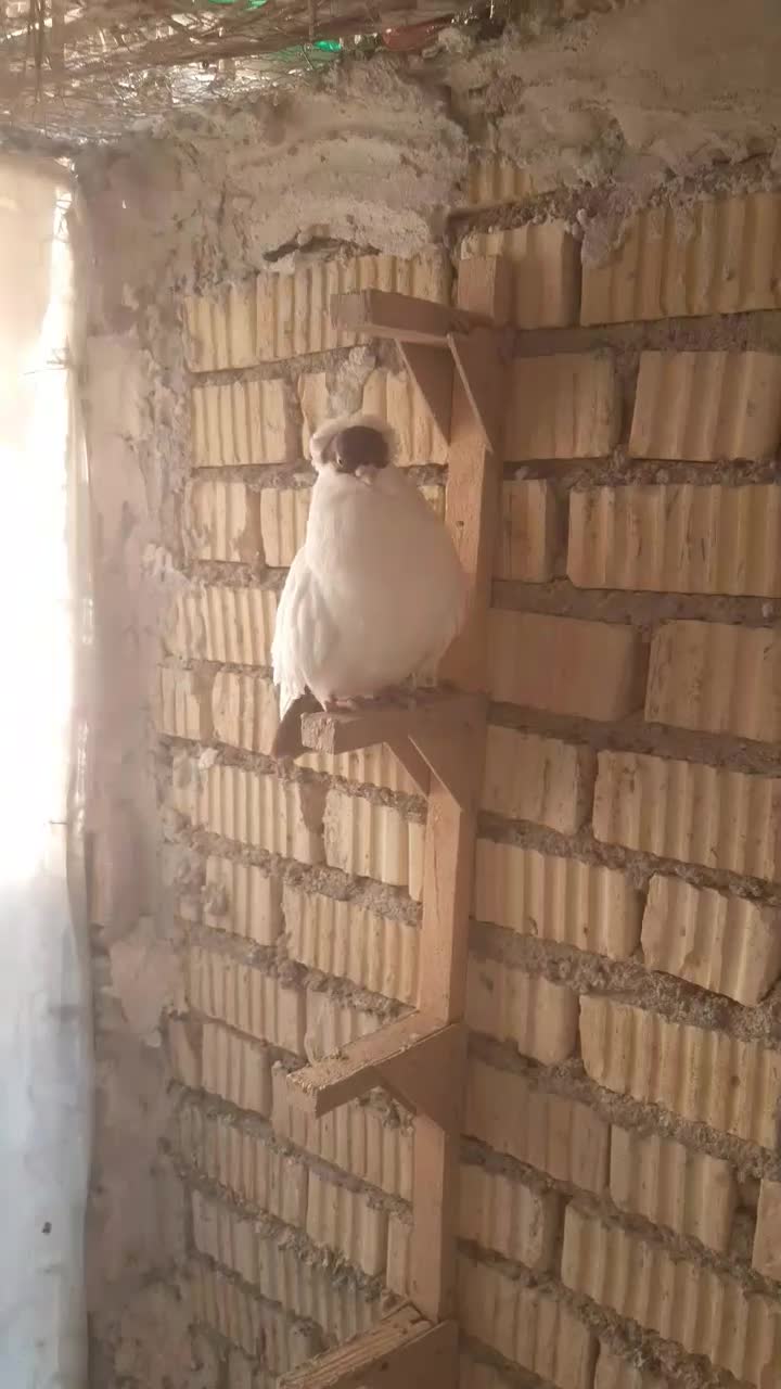 هملت امریکایی اصل|پرنده|جنت, |دیوار