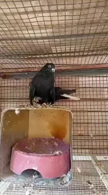 زاغ دم سفید زرد دم سفید یهودی|پرنده|مشهد, رده|دیوار