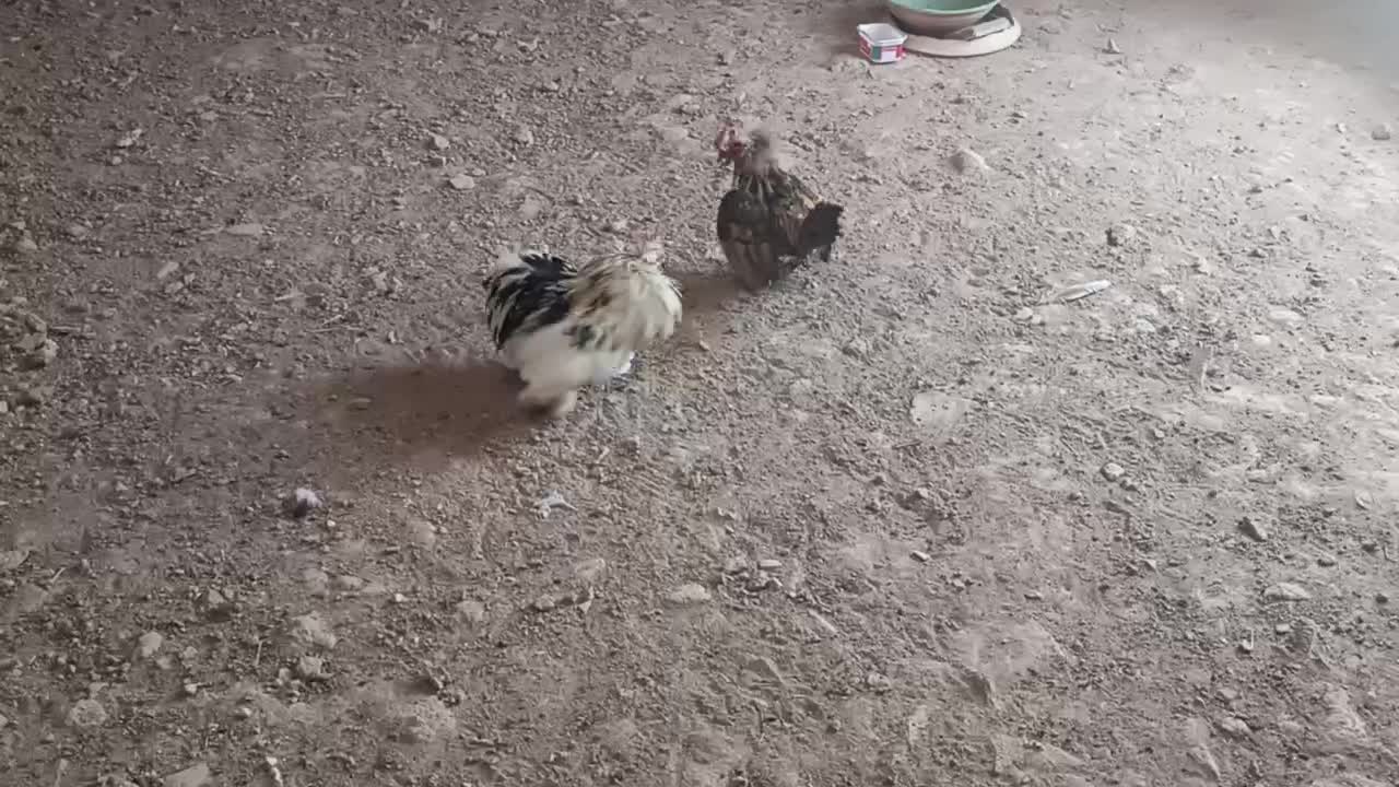 نگین‌‌...|بدلیجات|اردکان, |دیوار