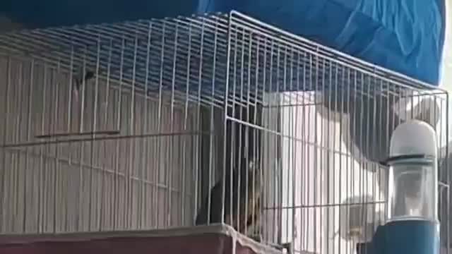 قناری نر سبز|پرنده|اصفهان, جاوان|دیوار