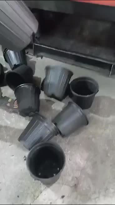 گلدان گلخانه ای|گل و گیاه طبیعی|رشت, عینک|دیوار