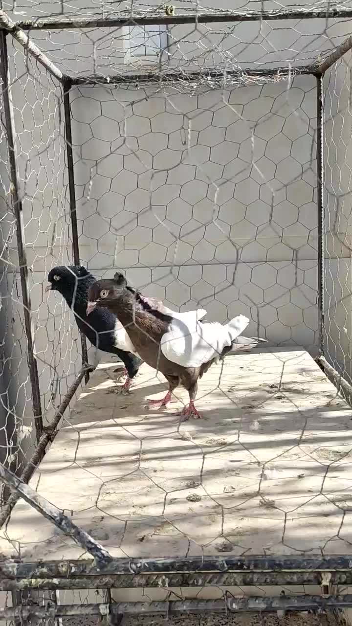 حیوان|پرنده|زرند, |دیوار