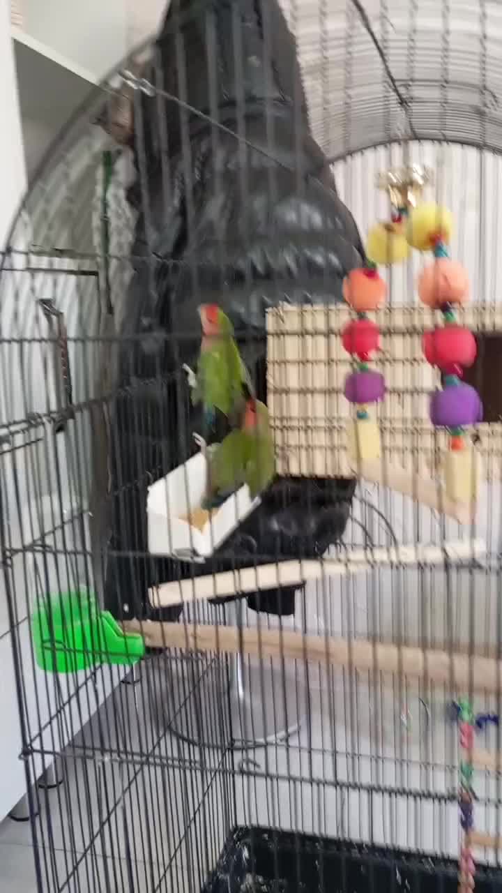 طوطی بریزیلی|پرنده|شاهدشهر, |دیوار