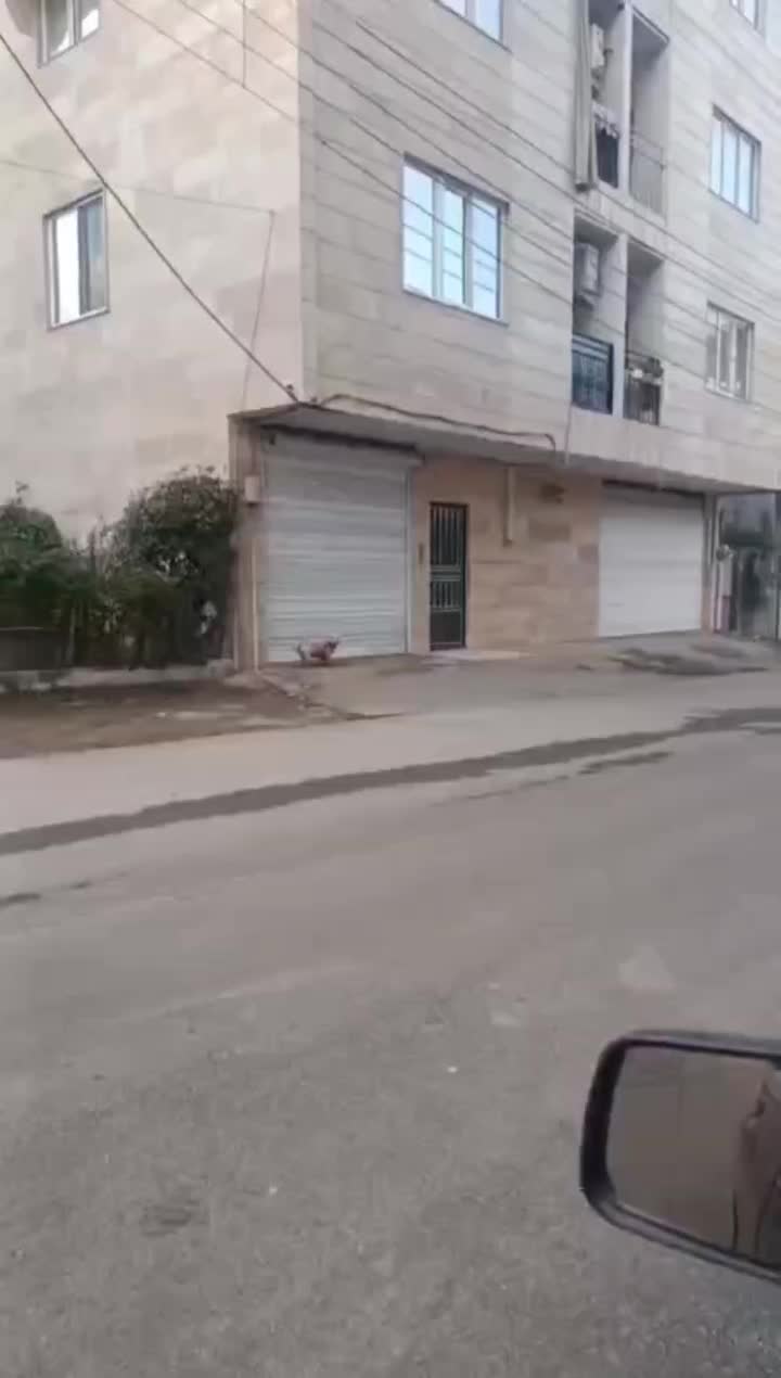 گمشده|حیوانات|رضوانشهر, |دیوار