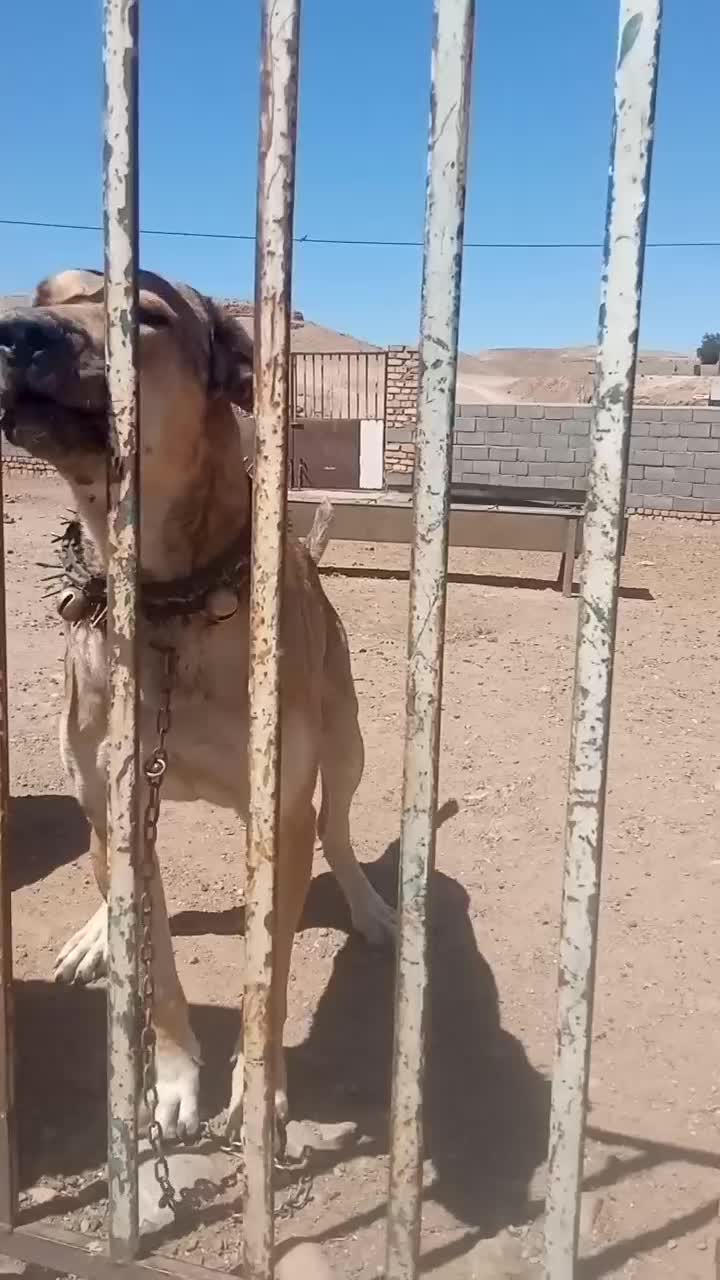 سگ پژدر|سگ|مشهد, اروند|دیوار