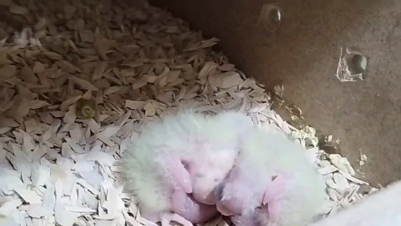 عروس هلندی مولد با جوجه|پرنده|فولادشهر, A2|دیوار