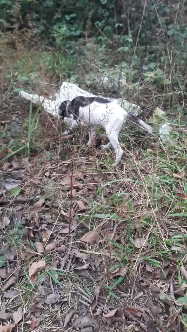 واگذاری پینتر اینگلیس شکاری|سگ|فومن, |دیوار