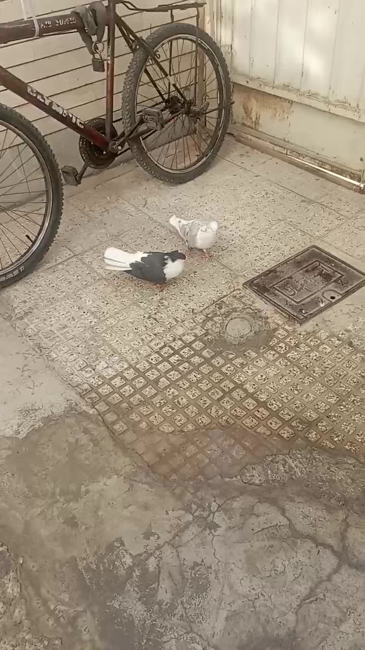 دمگیر دوبحر سیاه پشت|پرنده|اصفهان, سودان|دیوار