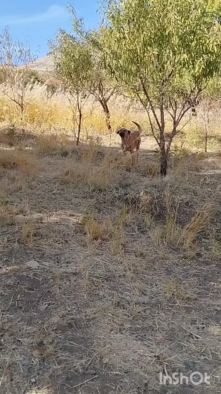 واگذاری توله ماده ۶ ماهه سرابی|سگ|اسدآباد, |دیوار