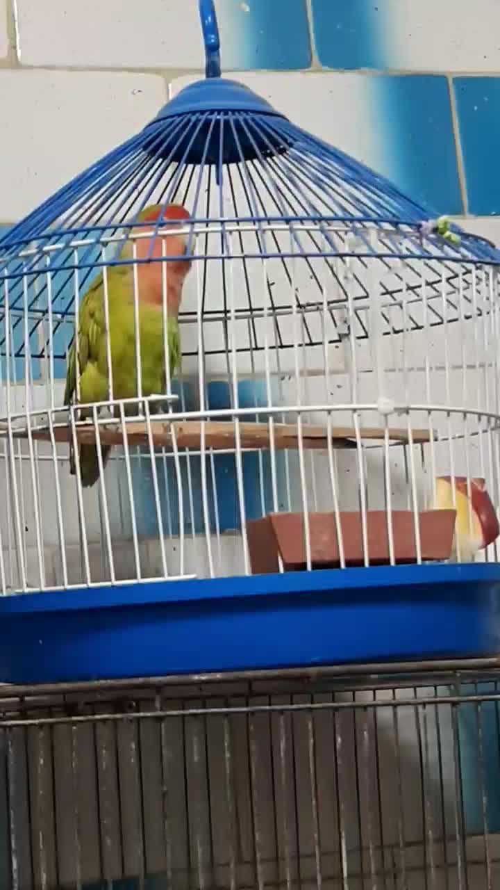 طوطی برزیلی با قفس فانتزی|پرنده|رشت, سلیمانداراب|دیوار