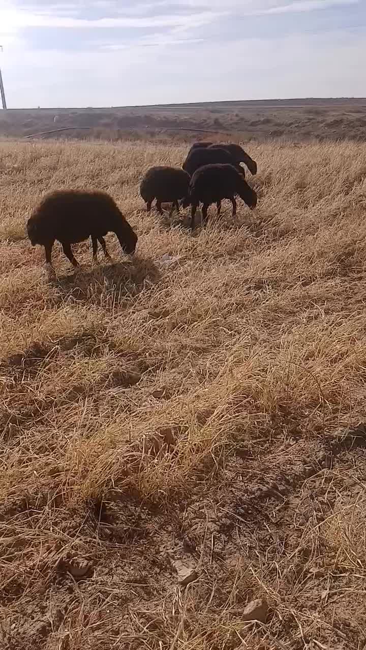 میش|حیوانات مزرعه|قیدار, |دیوار