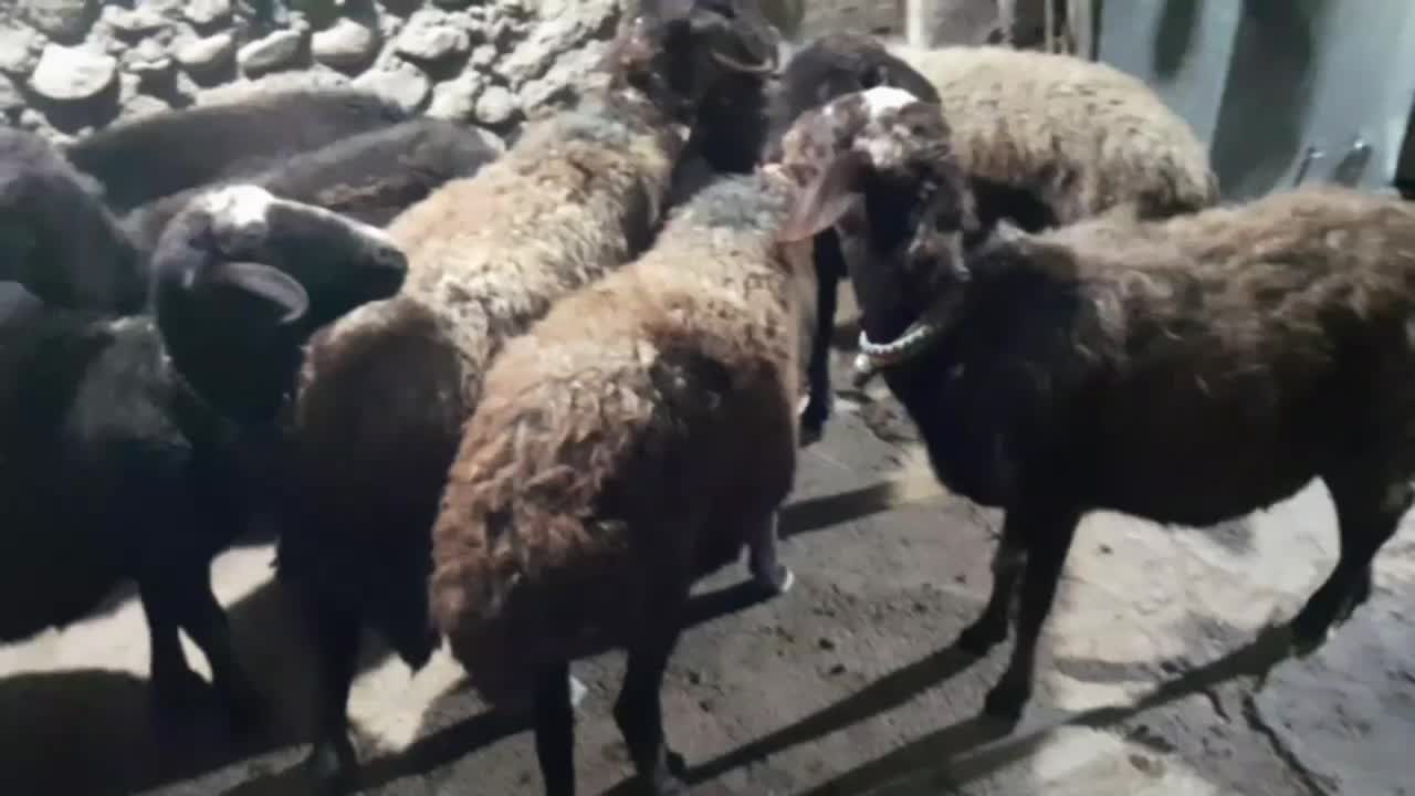 ۸ میش شیشک ابستن|حیوانات مزرعه|سیلاخور, |دیوار