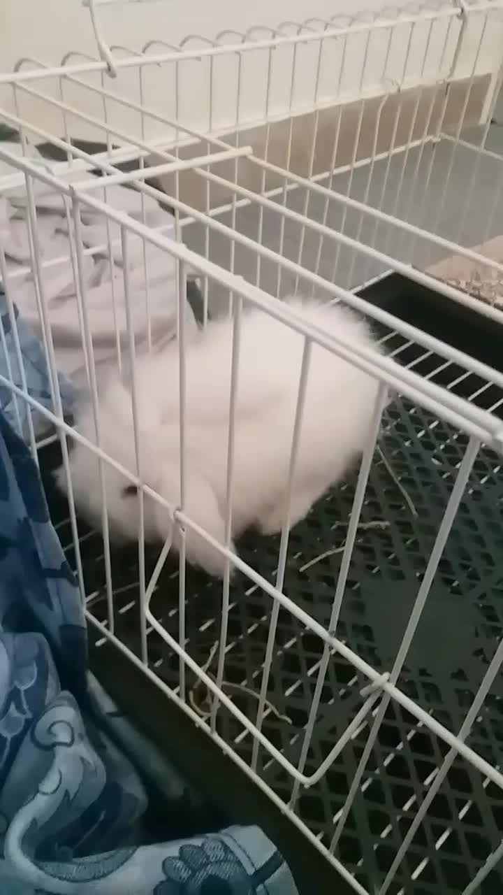 خرگوش لوپ|موش و خرگوش|اردبیل, |دیوار