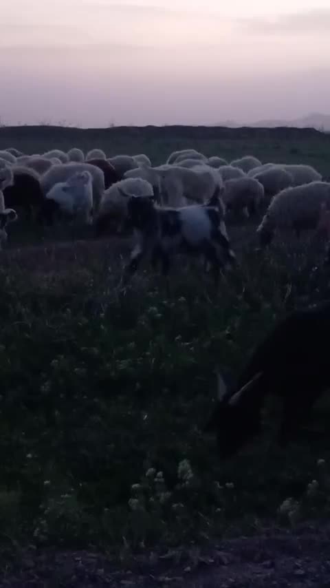 سگ گلگی|سگ|فردوس (خراسان), |دیوار