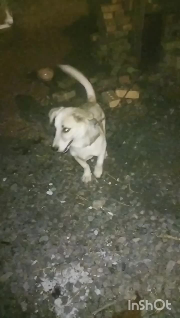 واکذاری پا کوتاه|سگ|مرند, |دیوار