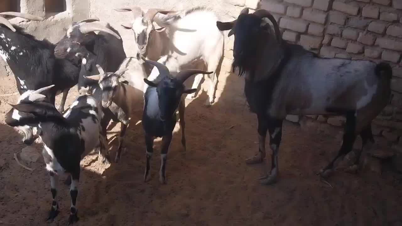 تعدادی نربز صلاله سومال|حیوانات مزرعه|تربتحیدریه, پائین ولایت|دیوار