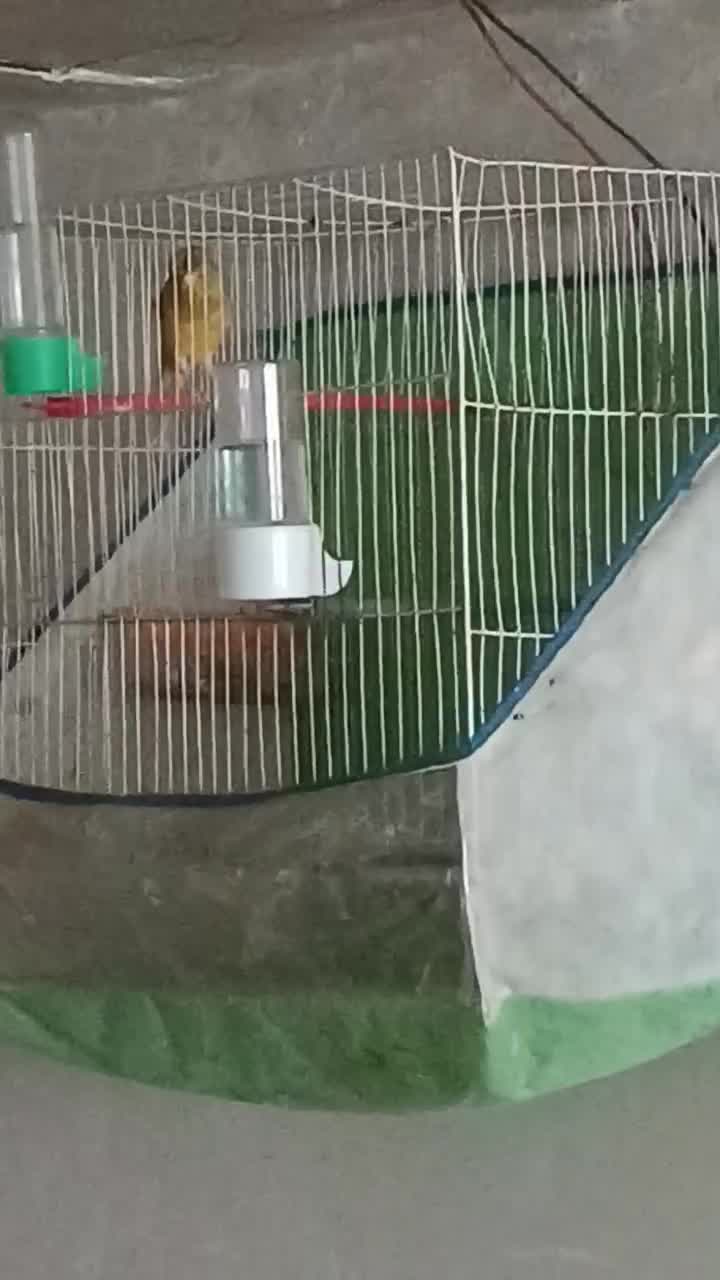 قناری مس خون|پرنده|گلبهار, نوبهار|دیوار