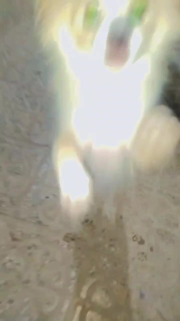 سگ باهوش اشپیز بامرین|سگ|بندرعباس, |دیوار