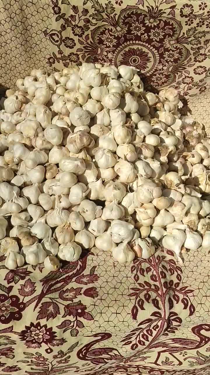 سیر|خوردنی و آشامیدنی|سنندج, |دیوار