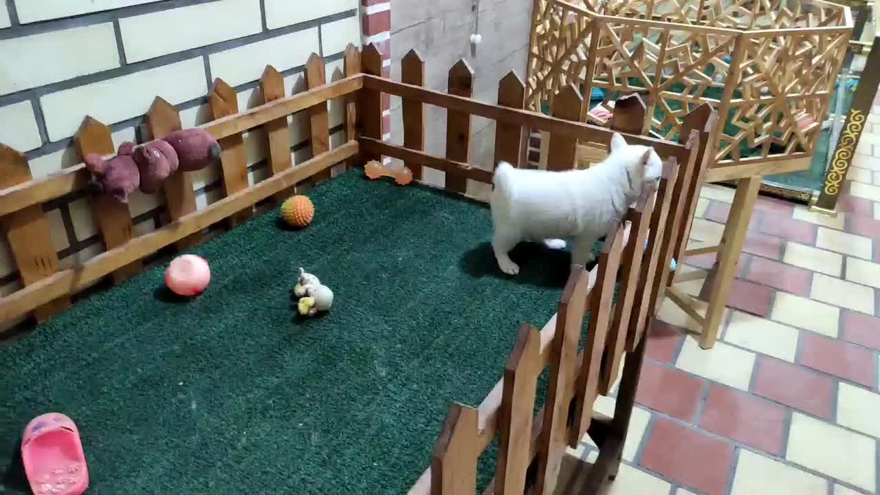 پامر اشپیتز ماده|سگ|کاشان, امیرکبیر|دیوار