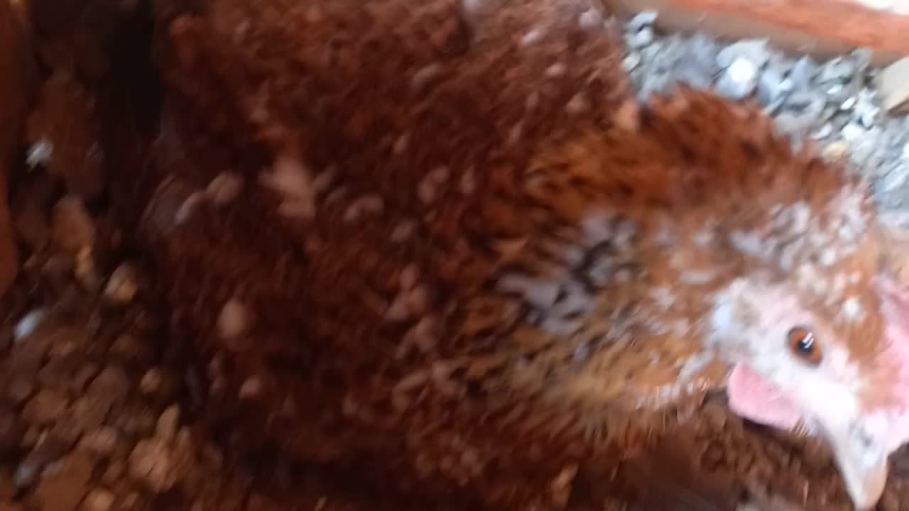 مرغ لری کرچ|حیوانات مزرعه|مبارکه, |دیوار