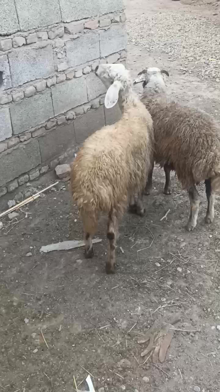 دوتا توقلی نرجنس|حیوانات مزرعه|سنگدوین, |دیوار