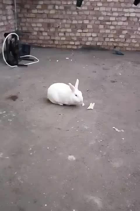 خرگوش خانگی|موش و خرگوش|پلدشت, |دیوار