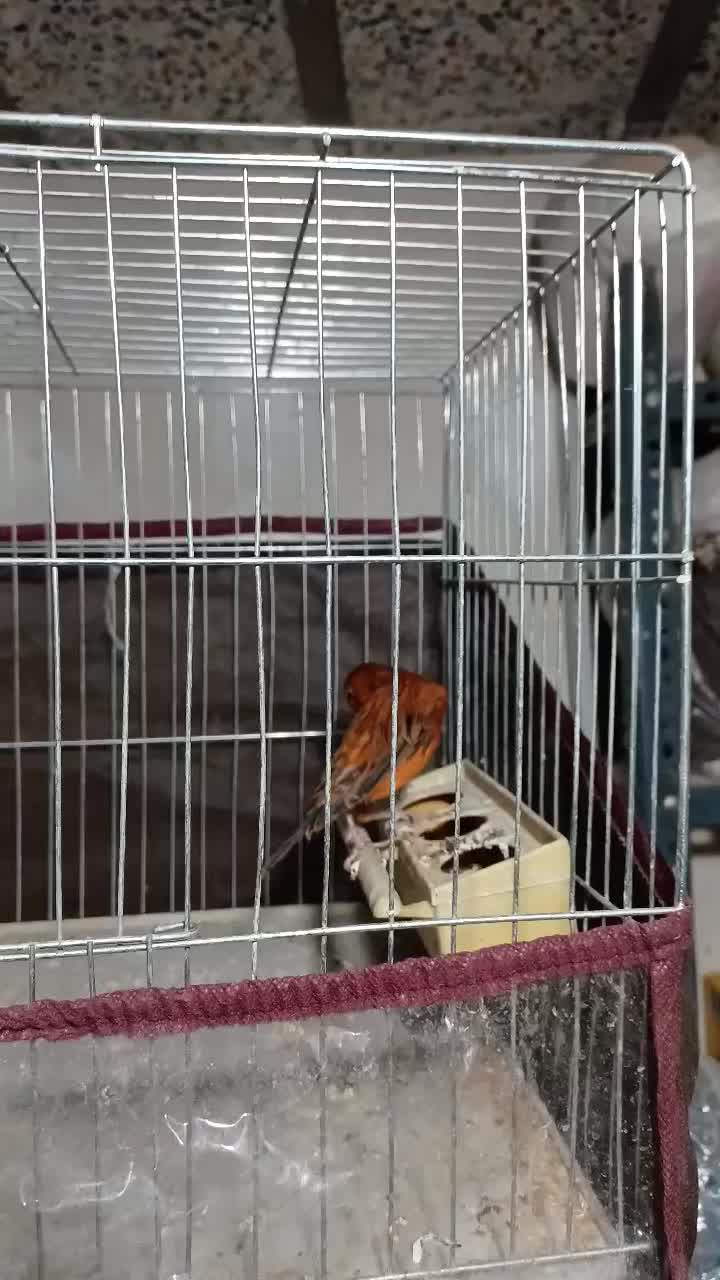 قناری نر سوخته قدار|پرنده|اردبیل, |دیوار